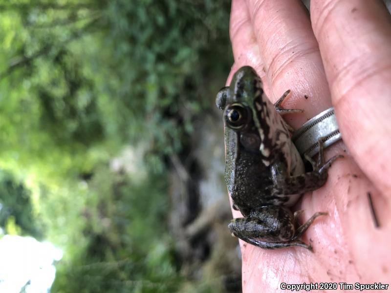 Northern Green Frog (Lithobates clamitans melanota)