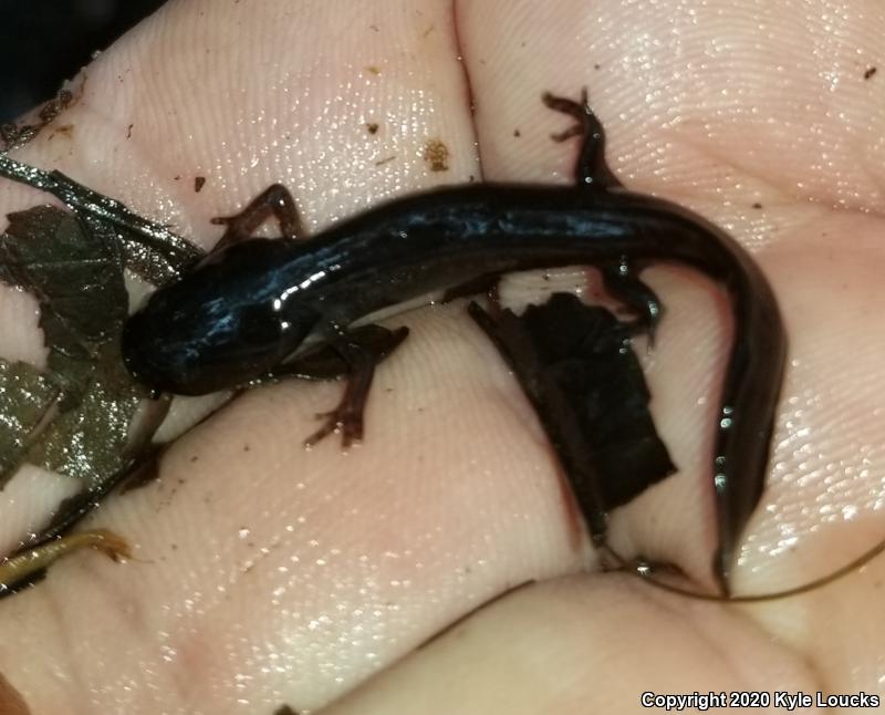 Marbled Salamander (Ambystoma opacum)