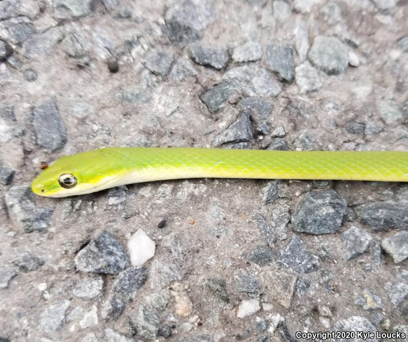 Northern Rough Greensnake (Opheodrys aestivus aestivus)