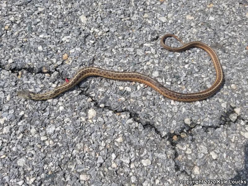 Eastern Gartersnake (Thamnophis sirtalis sirtalis)