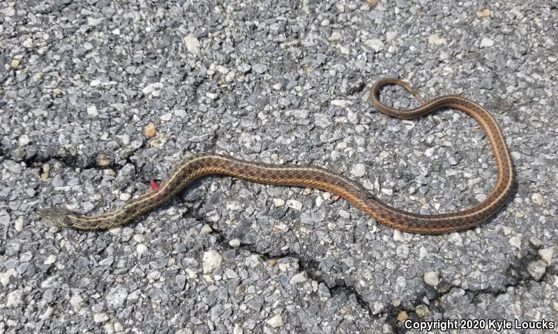 Eastern Gartersnake (Thamnophis sirtalis sirtalis)