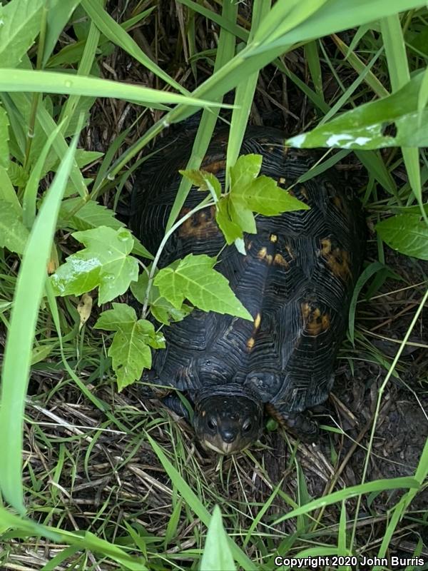 Eastern Box Turtle (Terrapene carolina carolina)