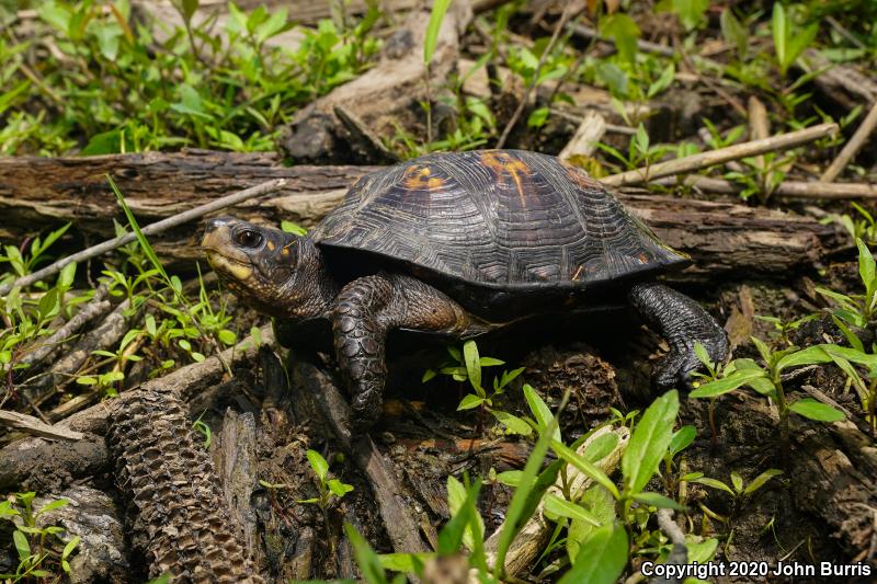 Eastern Box Turtle (Terrapene carolina carolina)