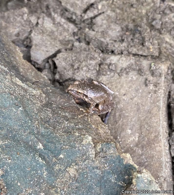 Spring Peeper (Pseudacris crucifer)