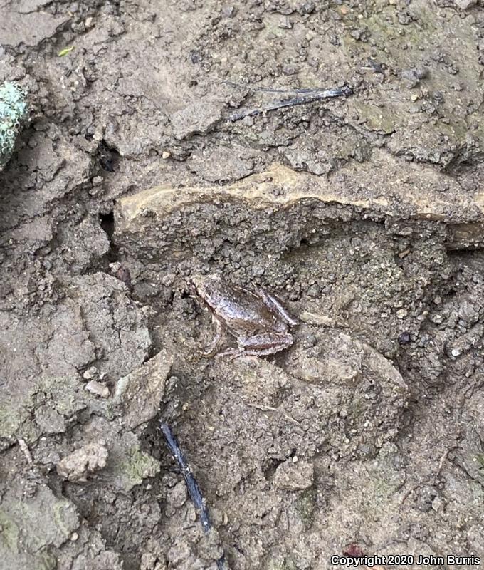 Spring Peeper (Pseudacris crucifer)