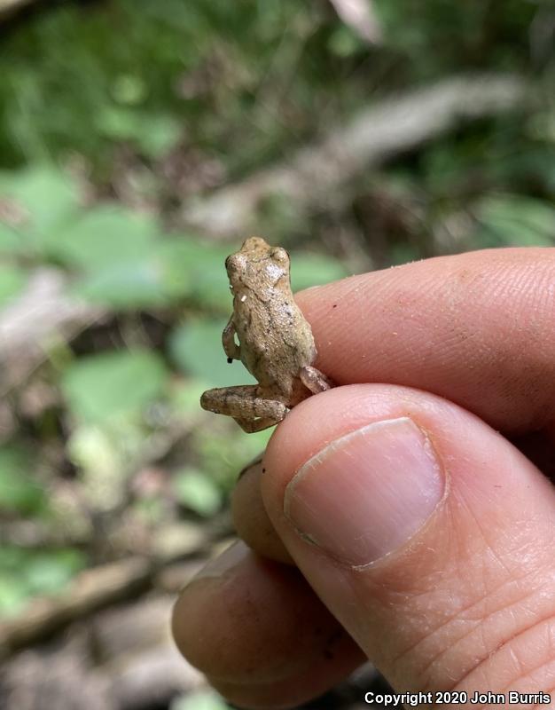 Spring Peeper (Pseudacris crucifer)