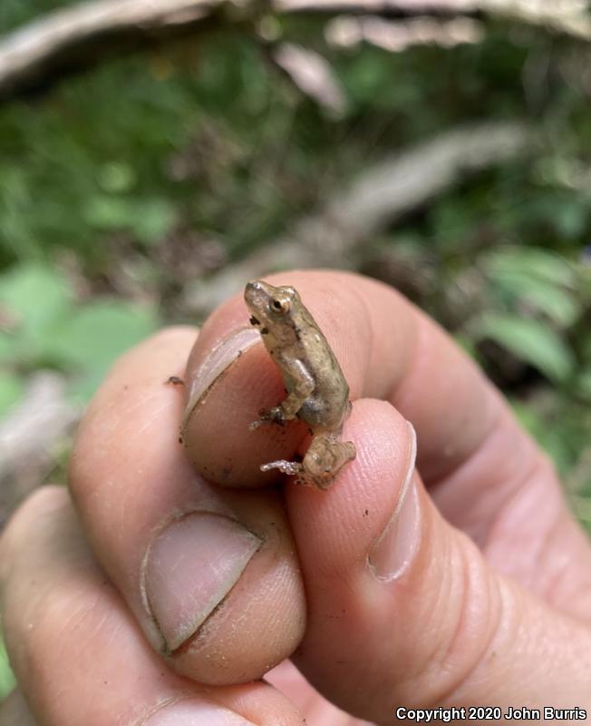 Spring Peeper (Pseudacris crucifer)