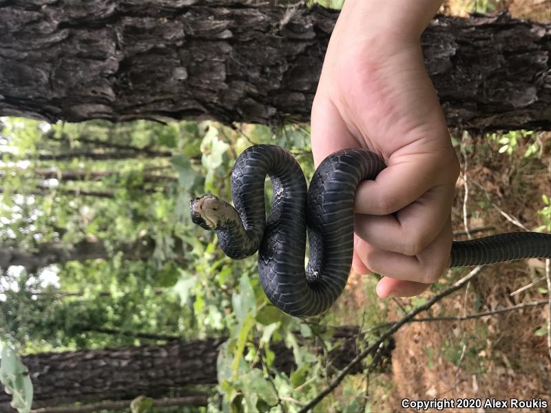 Northern  Black Racer (Coluber constrictor constrictor)