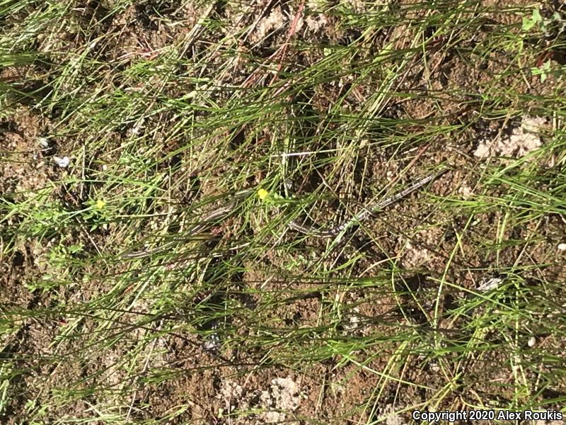 Eastern Ribbonsnake (Thamnophis sauritus sauritus)