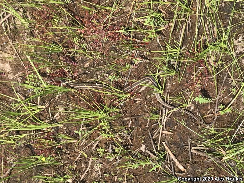 Eastern Ribbonsnake (Thamnophis sauritus sauritus)