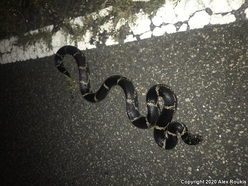 Eastern Kingsnake (Lampropeltis getula getula)