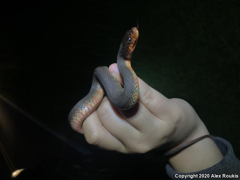 Red-bellied Watersnake (Nerodia erythrogaster erythrogaster)