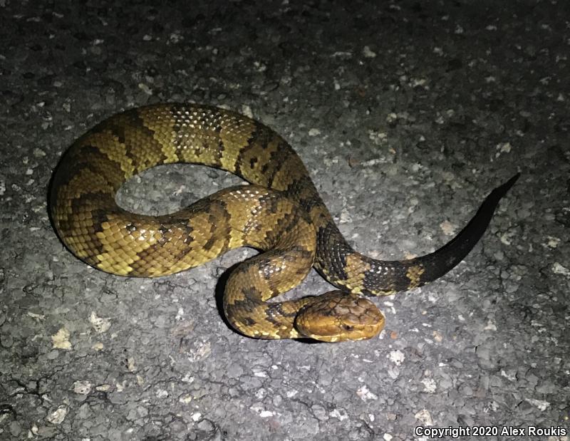 Eastern Cottonmouth (Agkistrodon piscivorus piscivorus)