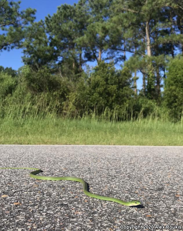 Northern Rough Greensnake (Opheodrys aestivus aestivus)