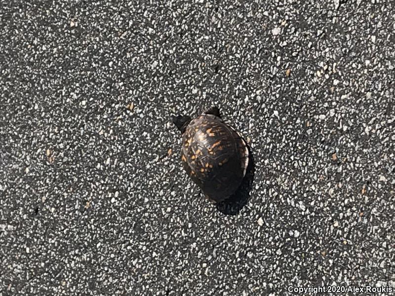 Eastern Box Turtle (Terrapene carolina carolina)