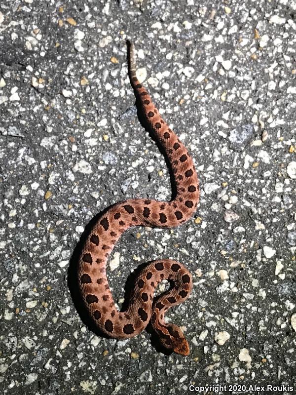 Carolina Pigmy Rattlesnake (Sistrurus miliarius miliarius)