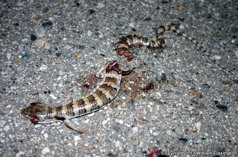 Panamint Alligator Lizard (Elgaria panamintina)