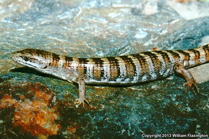 Panamint Alligator Lizard (Elgaria panamintina)