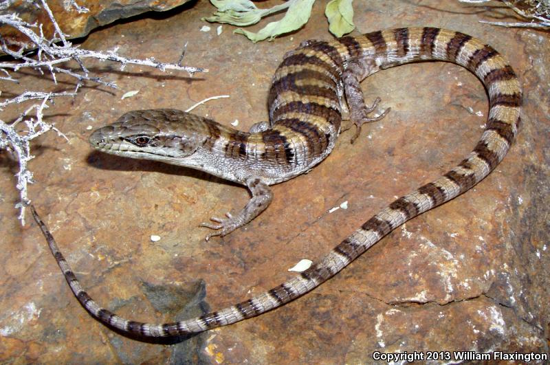 Panamint Alligator Lizard (Elgaria panamintina)
