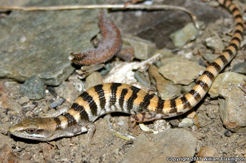 Panamint Alligator Lizard (Elgaria panamintina)