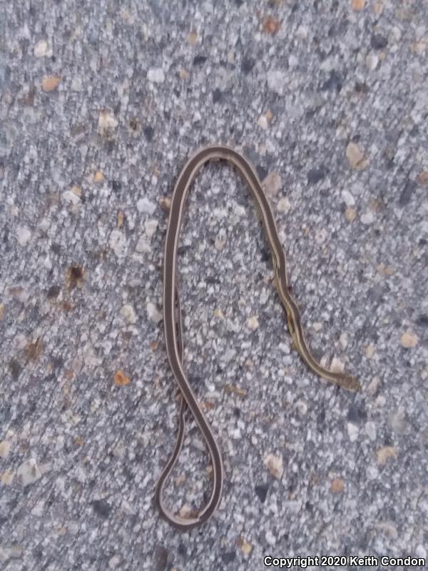 Desert Striped Whipsnake (Coluber taeniatus taeniatus)