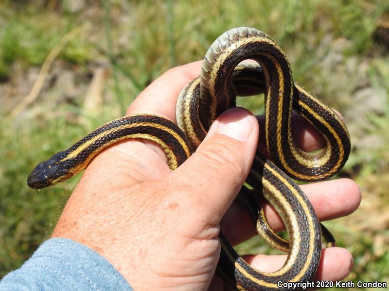 Valley Gartersnake (Thamnophis sirtalis fitchi)