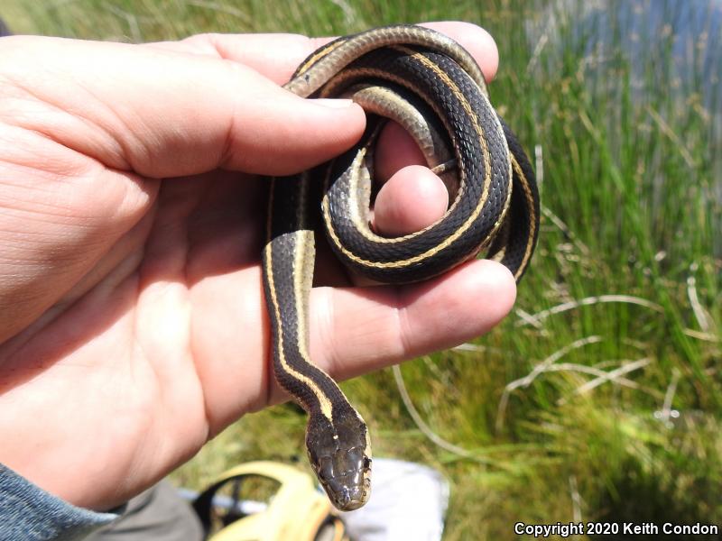 Mountain Gartersnake (Thamnophis elegans elegans)