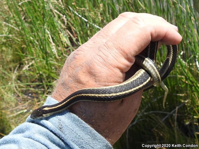 Mountain Gartersnake (Thamnophis elegans elegans)