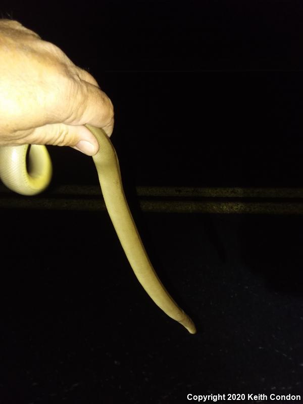 Northern Rubber Boa (Charina bottae)