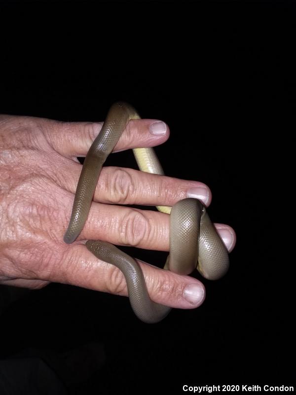 Northern Rubber Boa (Charina bottae)