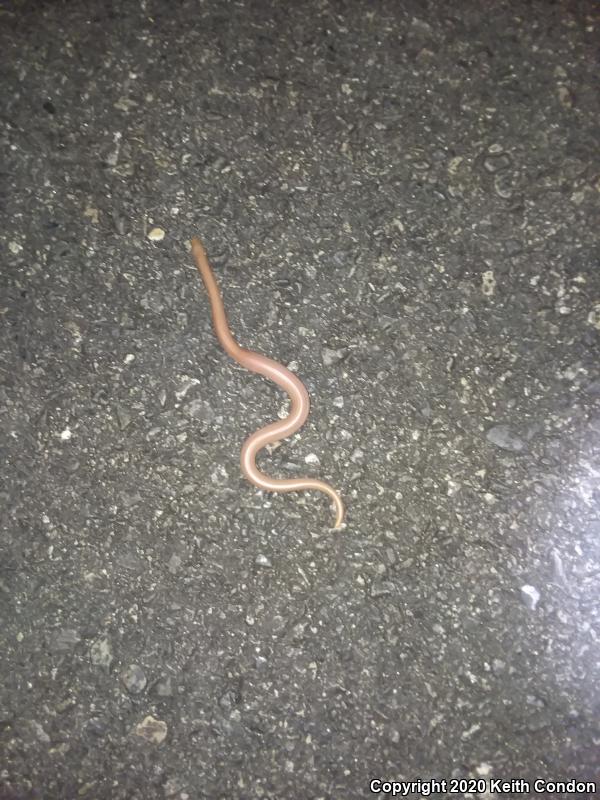 Northern Rubber Boa (Charina bottae)