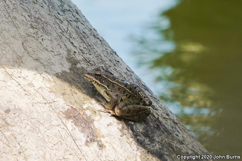 Plains Leopard Frog (Lithobates blairi)