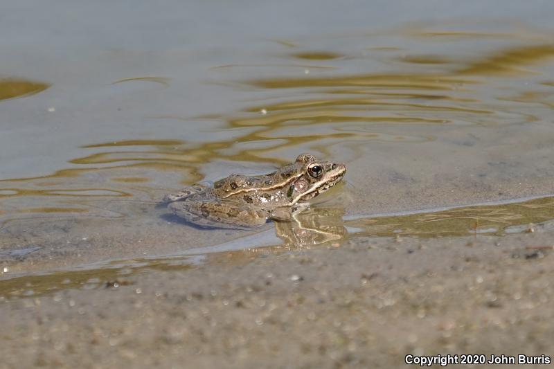 Plains Leopard Frog (Lithobates blairi)