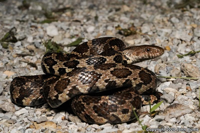 Western Foxsnake (Pantherophis vulpinus)