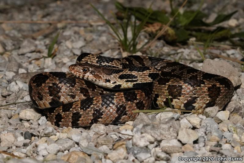 Western Foxsnake (Pantherophis vulpinus)