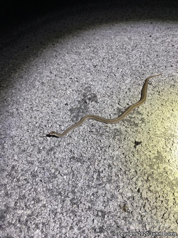 Midland Brownsnake (Storeria dekayi wrightorum)