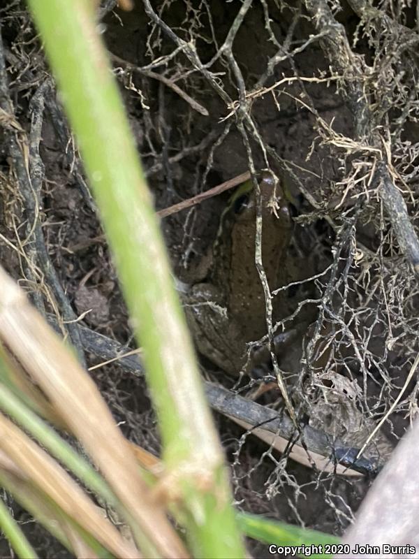 Northern Green Frog (Lithobates clamitans melanota)