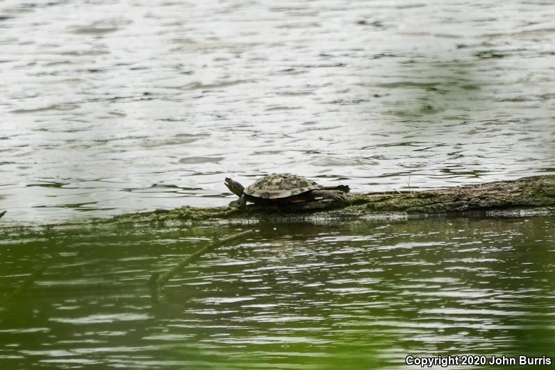 Northern Map Turtle (Graptemys geographica)