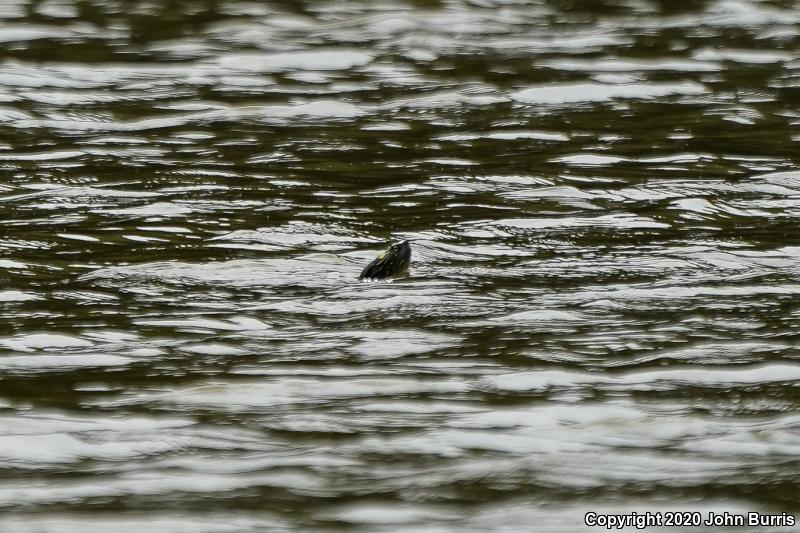 Northern Map Turtle (Graptemys geographica)