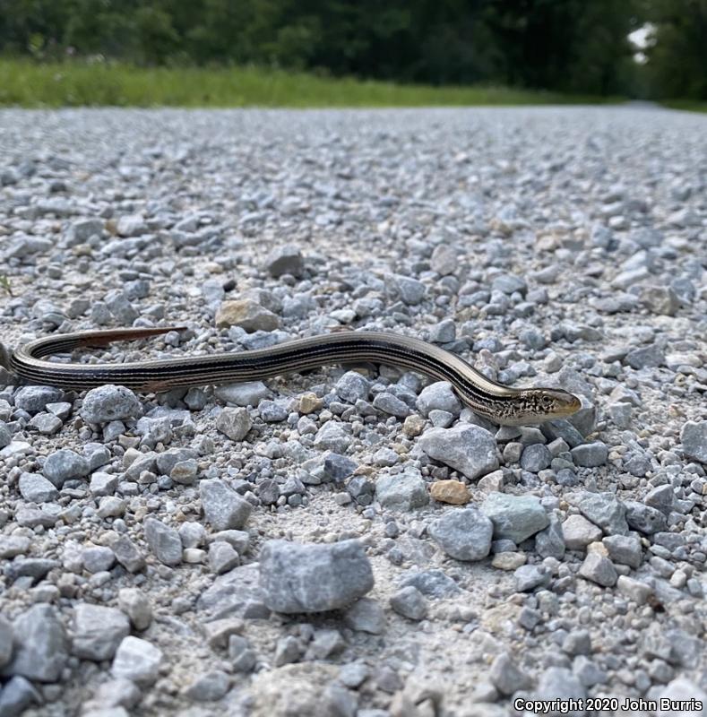 Western Slender Glass Lizard (Ophisaurus attenuatus attenuatus)