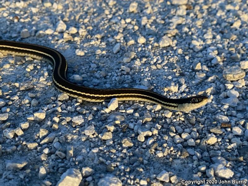 Orange-striped Ribbonsnake (Thamnophis proximus proximus)