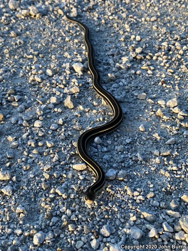 Orange-striped Ribbonsnake (Thamnophis proximus proximus)