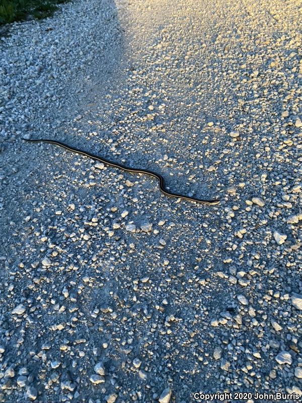 Orange-striped Ribbonsnake (Thamnophis proximus proximus)