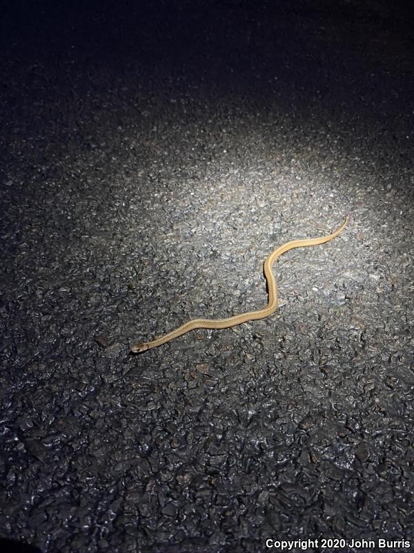 Midland Brownsnake (Storeria dekayi wrightorum)