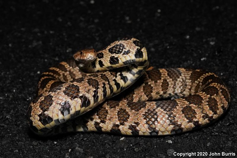 Western Foxsnake (Pantherophis vulpinus)