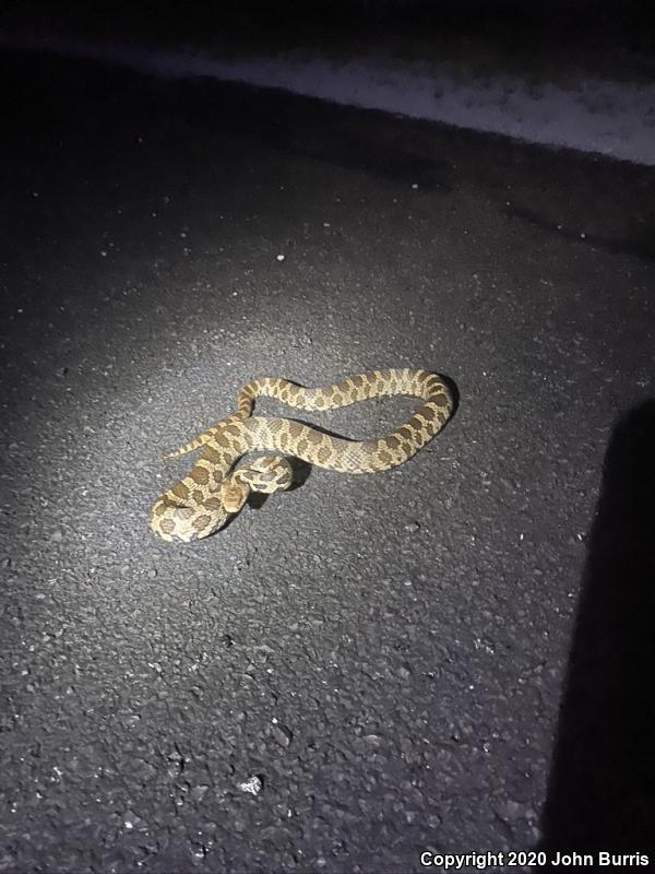 Western Foxsnake (Pantherophis vulpinus)