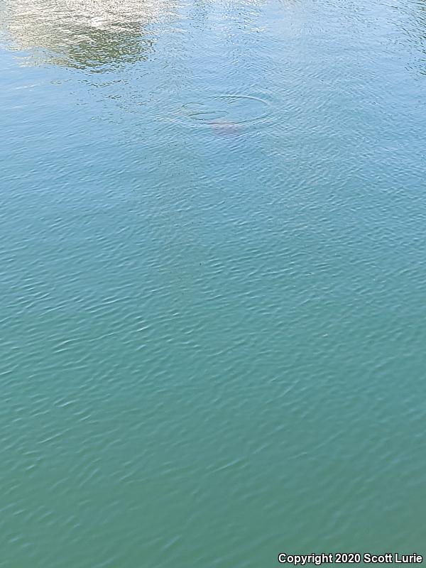 Green Sea Turtle (Chelonia mydas)