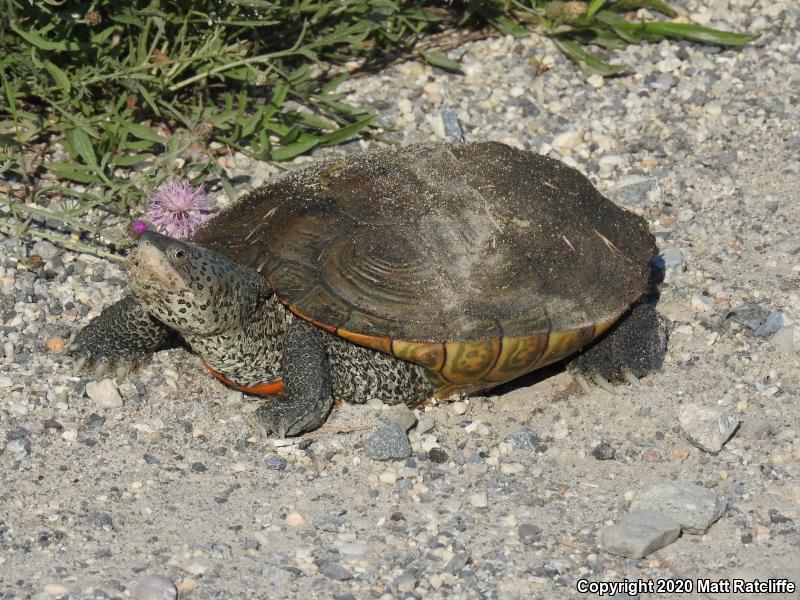 Northern Diamond-backed Terrapin (Malaclemys terrapin terrapin)