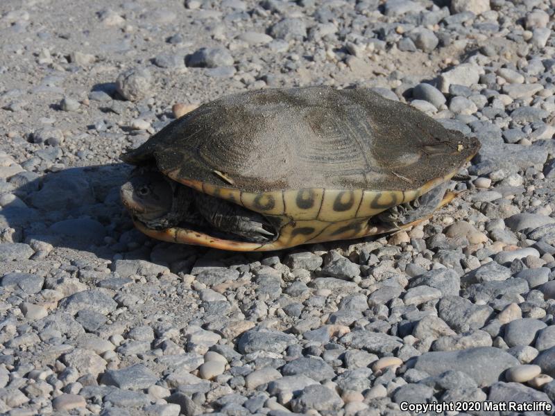 Northern Diamond-backed Terrapin (Malaclemys terrapin terrapin)