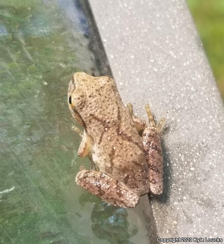 Spring Peeper (Pseudacris crucifer)